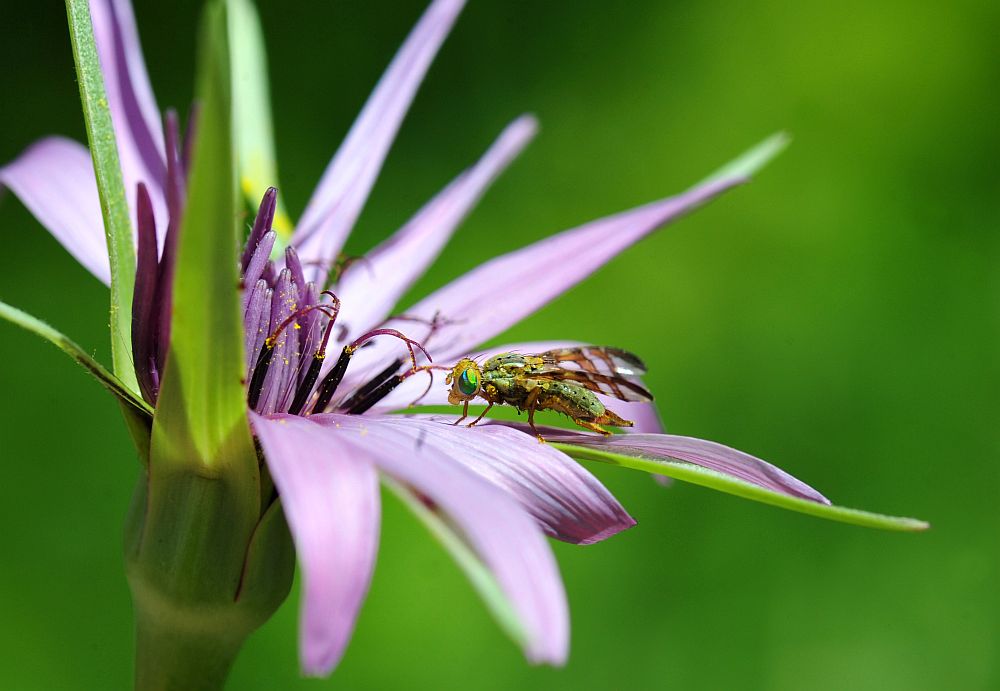 Orellia falcata  (Tephritidae)