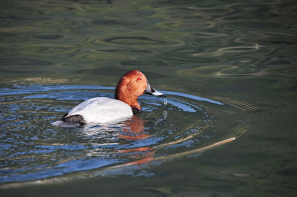 Canapiglie, Alzavole e Moriglioni