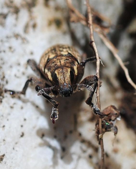 Pseudocleonus ....italicus?