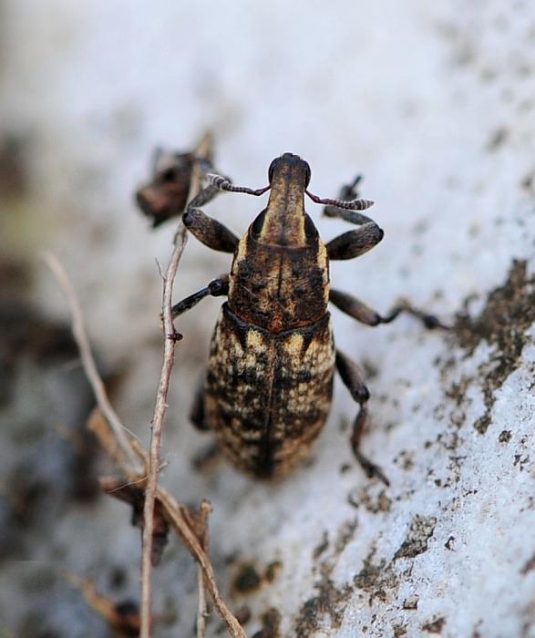 Pseudocleonus ....italicus?