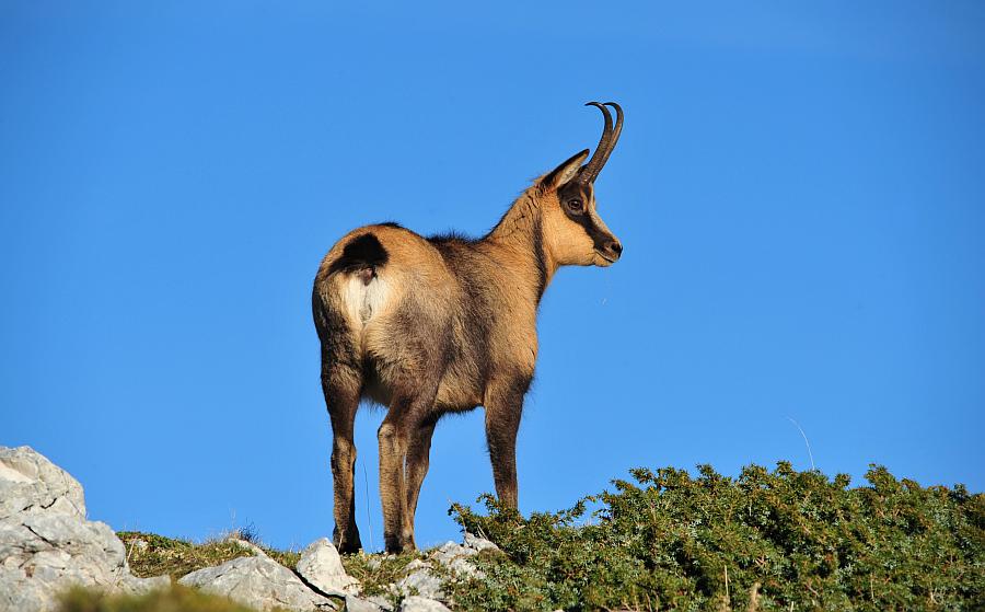 Camoscio d''Abruzzo Rupicapra pyrenaica ornata
