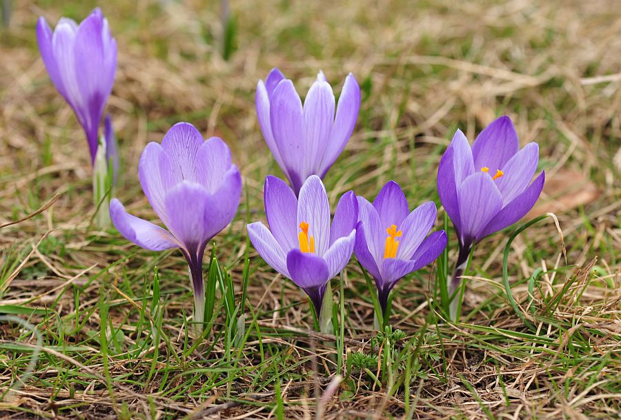 Le ultime arrivate tra le piante gi� fiorite