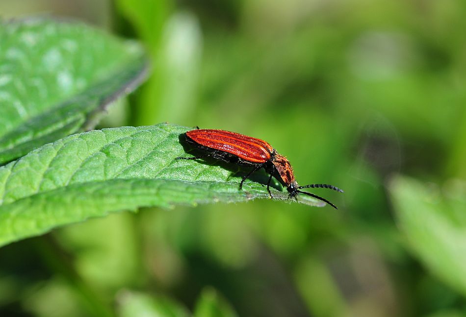 Anostirus sp. (cfr. purpureus o cerrutii),   Elateridae