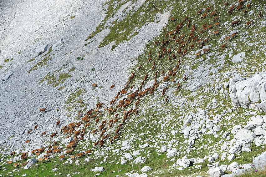 Bramiti nel Parco Nazionale d''Abruzzo