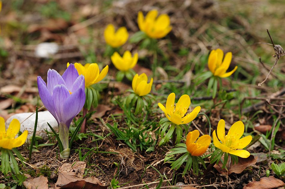 Le ultime arrivate tra le piante gi� fiorite