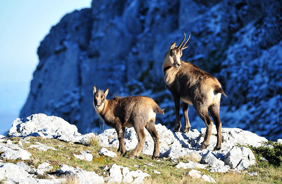 Camoscio d''Abruzzo Rupicapra pyrenaica ornata