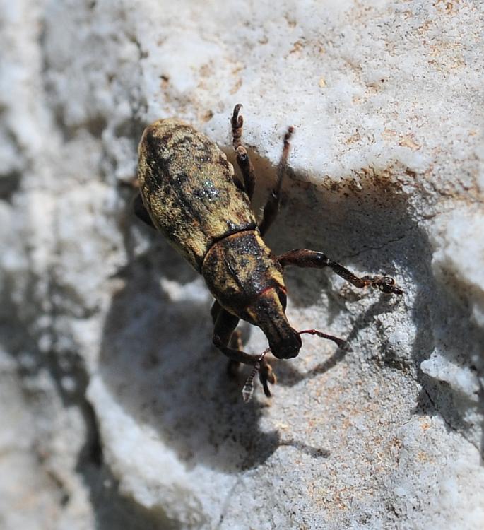 Pseudocleonus ....italicus?