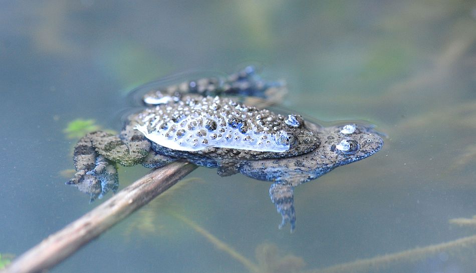 Ululone appenninico