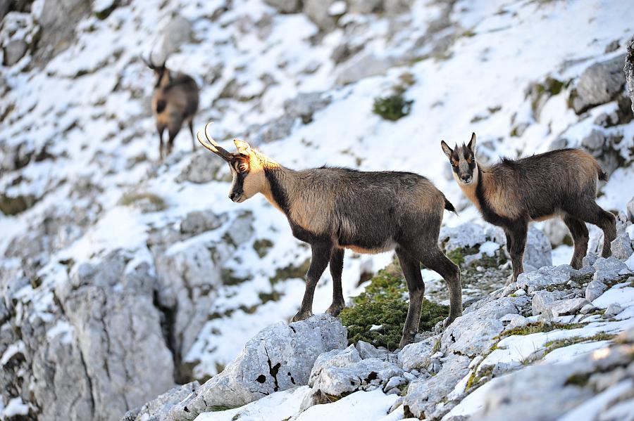 Camoscio d''Abruzzo Rupicapra pyrenaica ornata