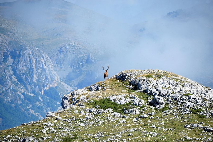 Bramiti nel Parco Nazionale d''Abruzzo