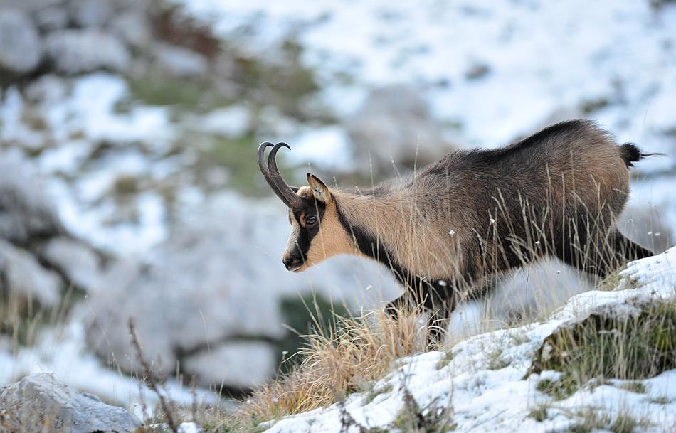 Camoscio d''Abruzzo Rupicapra pyrenaica ornata