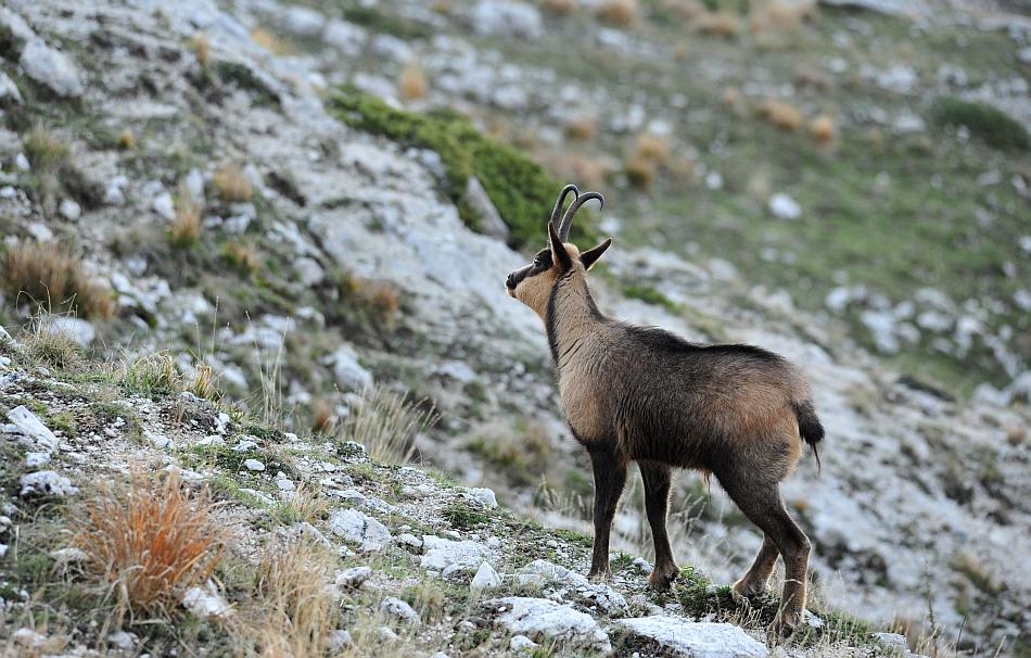 Camoscio d''Abruzzo Rupicapra pyrenaica ornata