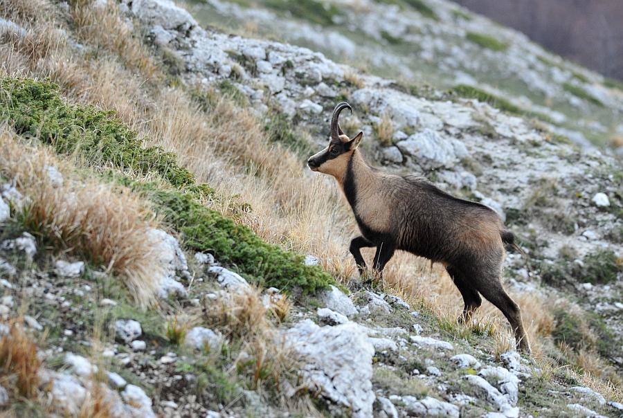 Camoscio d''Abruzzo Rupicapra pyrenaica ornata