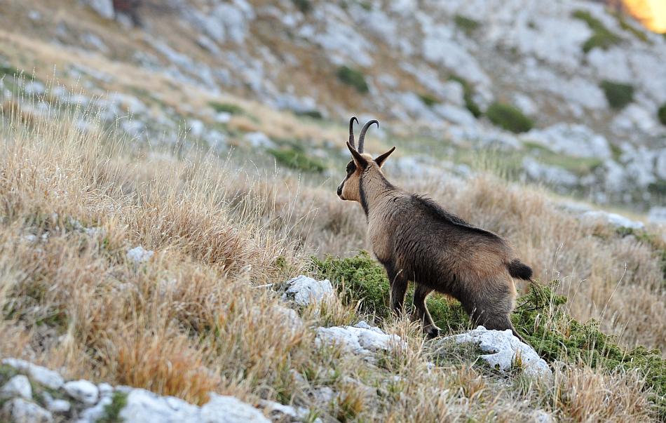 Camoscio d''Abruzzo Rupicapra pyrenaica ornata