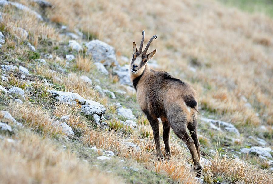 Camoscio d''Abruzzo Rupicapra pyrenaica ornata