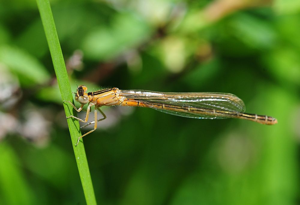 Pyrrhosoma nymphula? - S e anche Ischnura pumilio