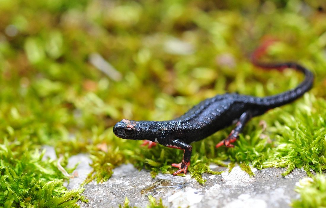 Salamandrina perspicillata nel PNALM