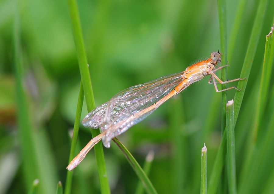 Pyrrhosoma nymphula? - S e anche Ischnura pumilio