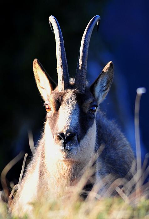 Camoscio d''Abruzzo Rupicapra pyrenaica ornata