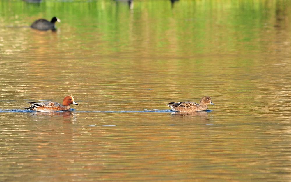 Canapiglie, Alzavole e Moriglioni