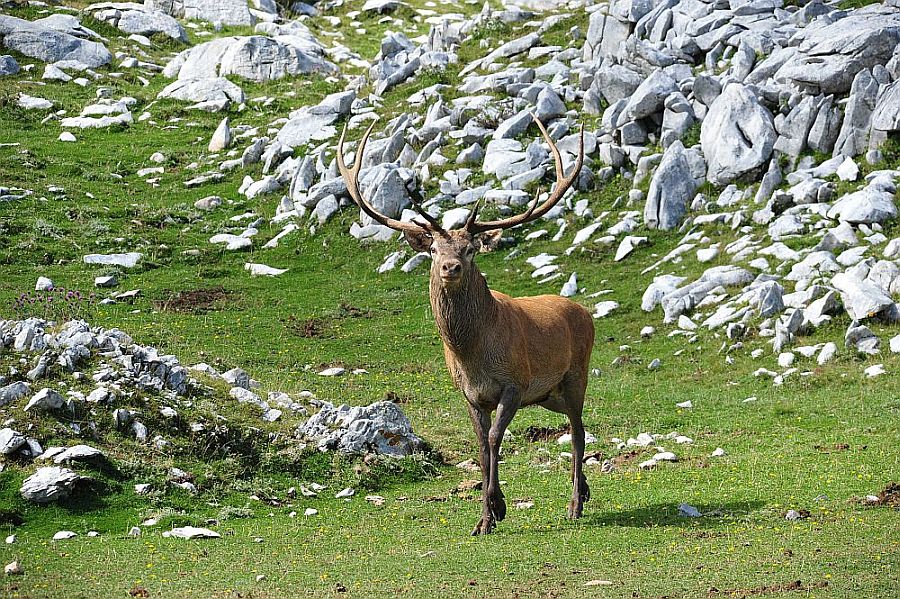 Bramiti nel Parco Nazionale d''Abruzzo