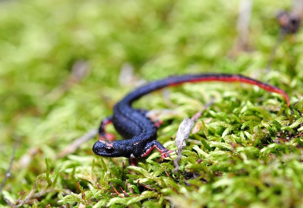Salamandrina perspicillata nel PNALM