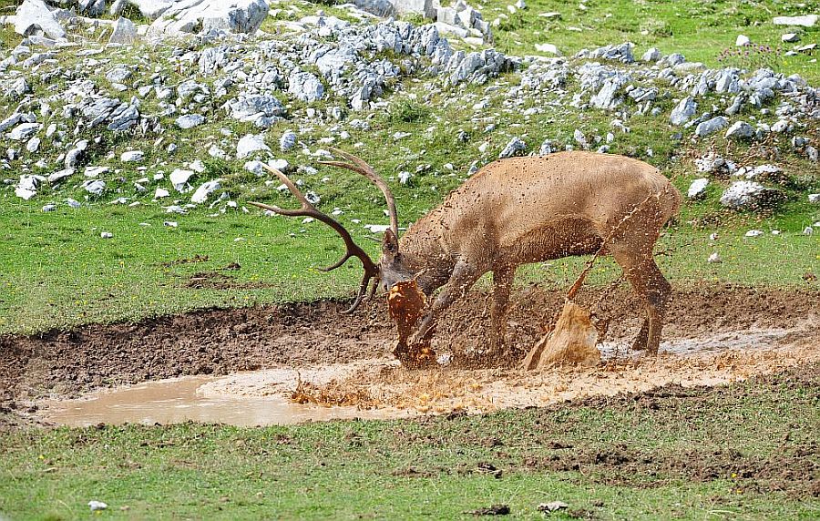 Bramiti nel Parco Nazionale d''Abruzzo