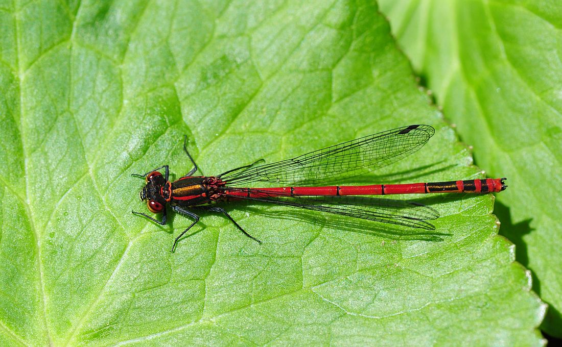 Pyrrhosoma nymphula? - S e anche Ischnura pumilio