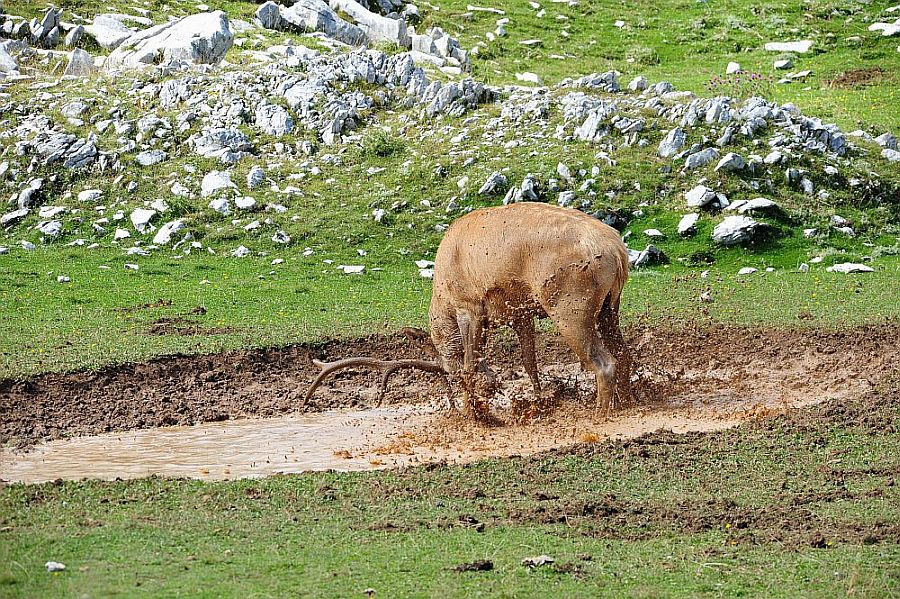 Bramiti nel Parco Nazionale d''Abruzzo