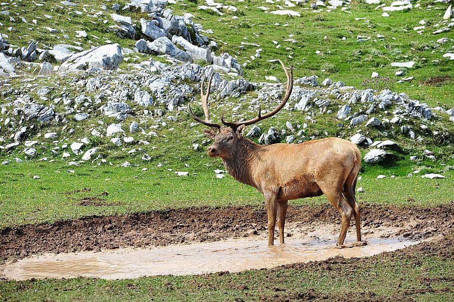 Bramiti nel Parco Nazionale d''Abruzzo