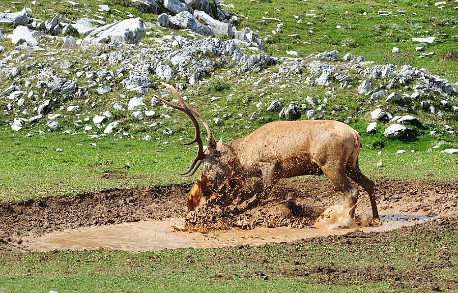 Bramiti nel Parco Nazionale d''Abruzzo