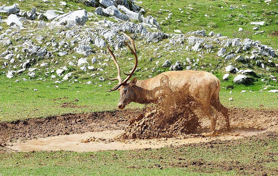 Bramiti nel Parco Nazionale d''Abruzzo