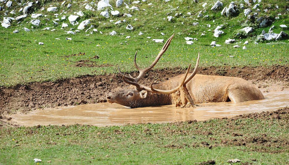 Bramiti nel Parco Nazionale d''Abruzzo