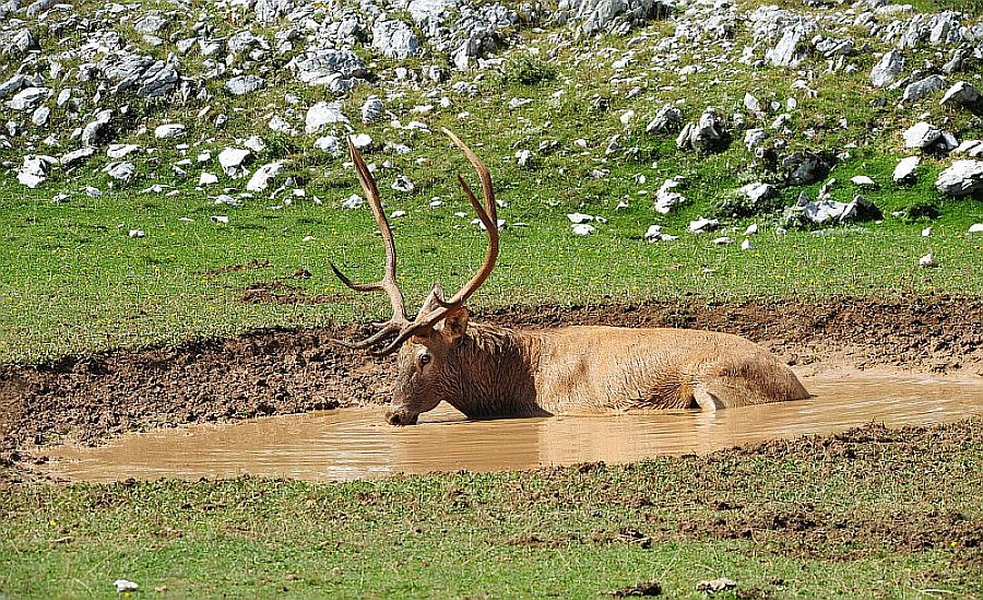 Bramiti nel Parco Nazionale d''Abruzzo