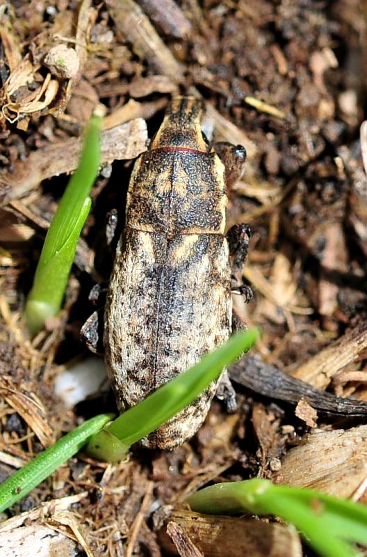 Pseudocleonus ....italicus?
