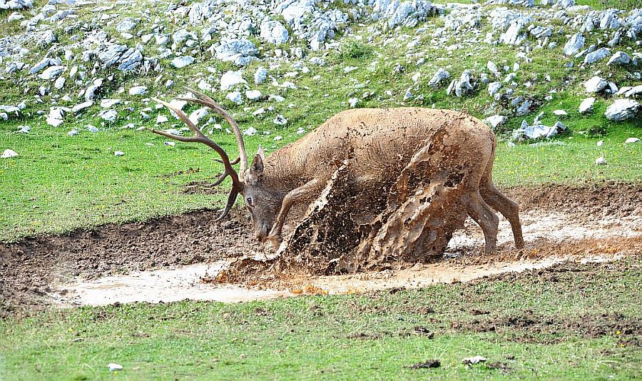 Bramiti nel Parco Nazionale d''Abruzzo