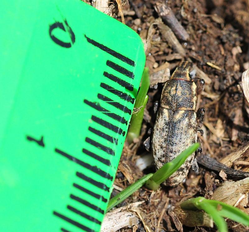 Pseudocleonus ....italicus?