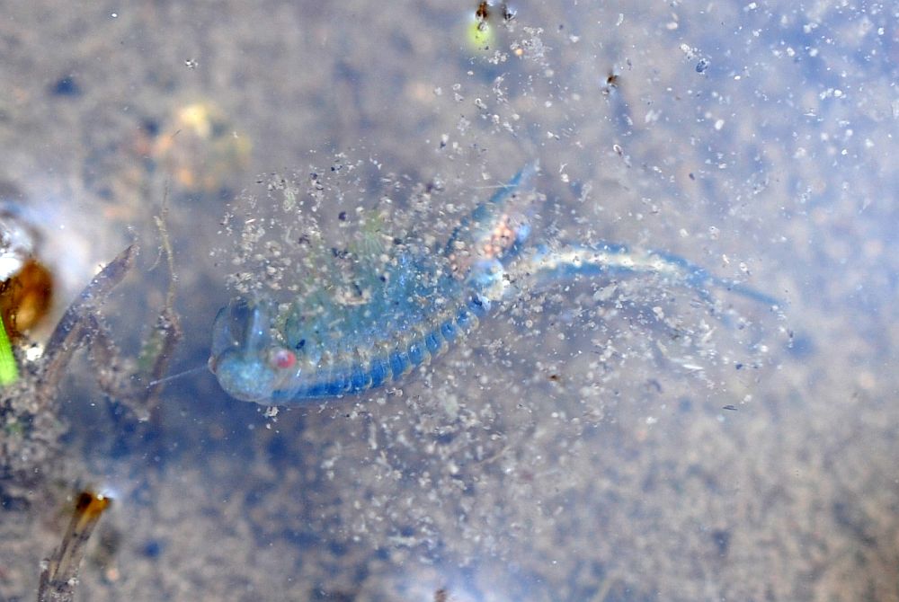 Chirocephalus diaphanus in Molise