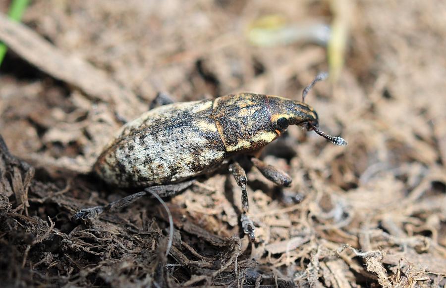 Pseudocleonus ....italicus?