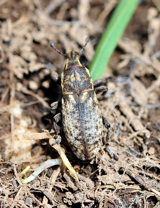 Pseudocleonus ....italicus?