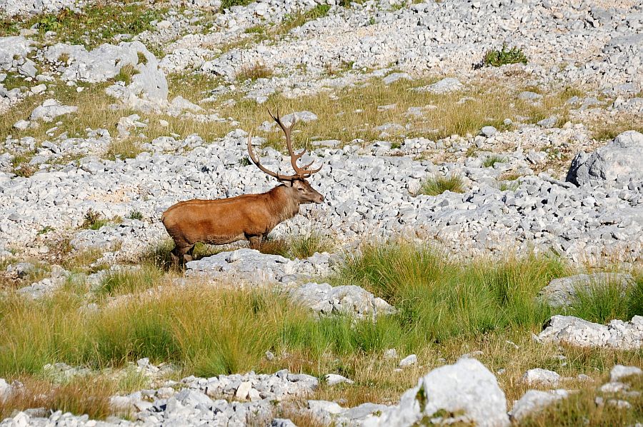 Bramiti nel Parco Nazionale d''Abruzzo