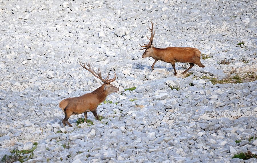 Bramiti nel Parco Nazionale d''Abruzzo