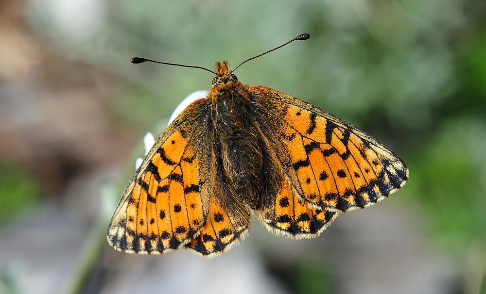 Melitaea varia - No, Boloria pales
