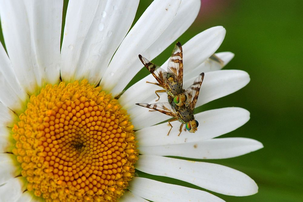 Orellia falcata  (Tephritidae)