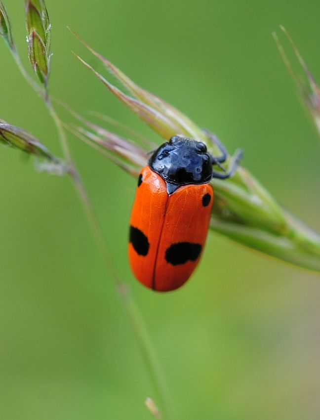 Clytra in deposizione?