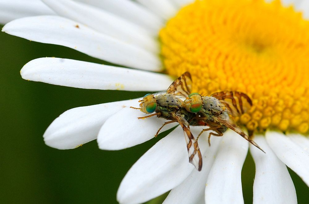 Orellia falcata  (Tephritidae)