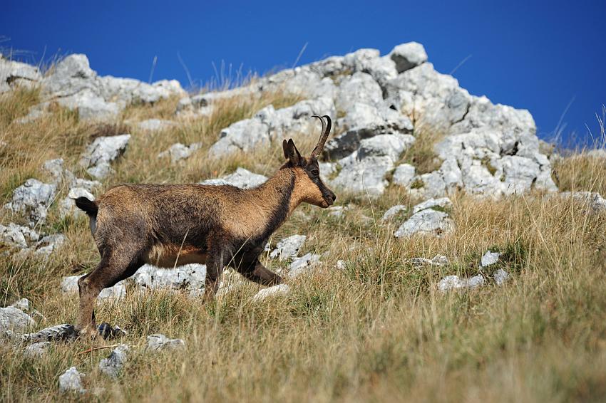 Camoscio d''Abruzzo Rupicapra pyrenaica ornata