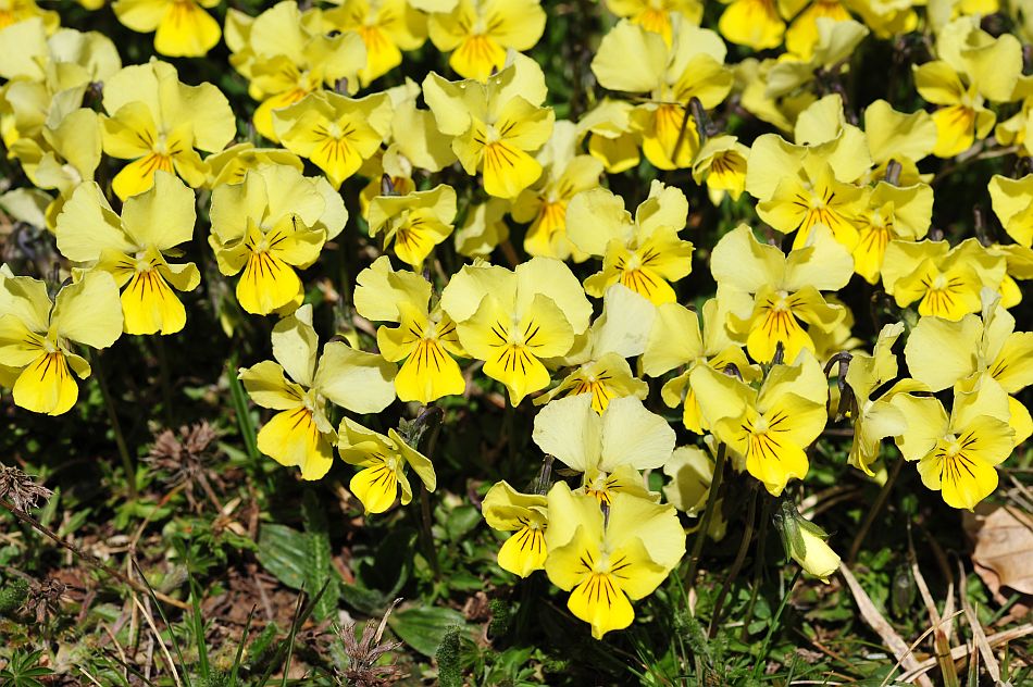 Le ultime arrivate tra le piante gi� fiorite