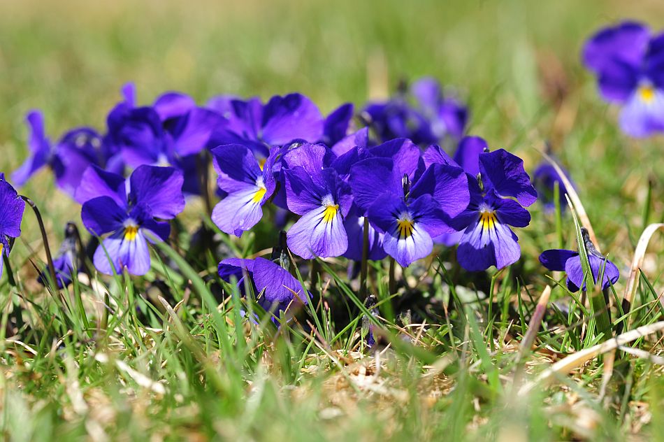 Le ultime arrivate tra le piante gi� fiorite