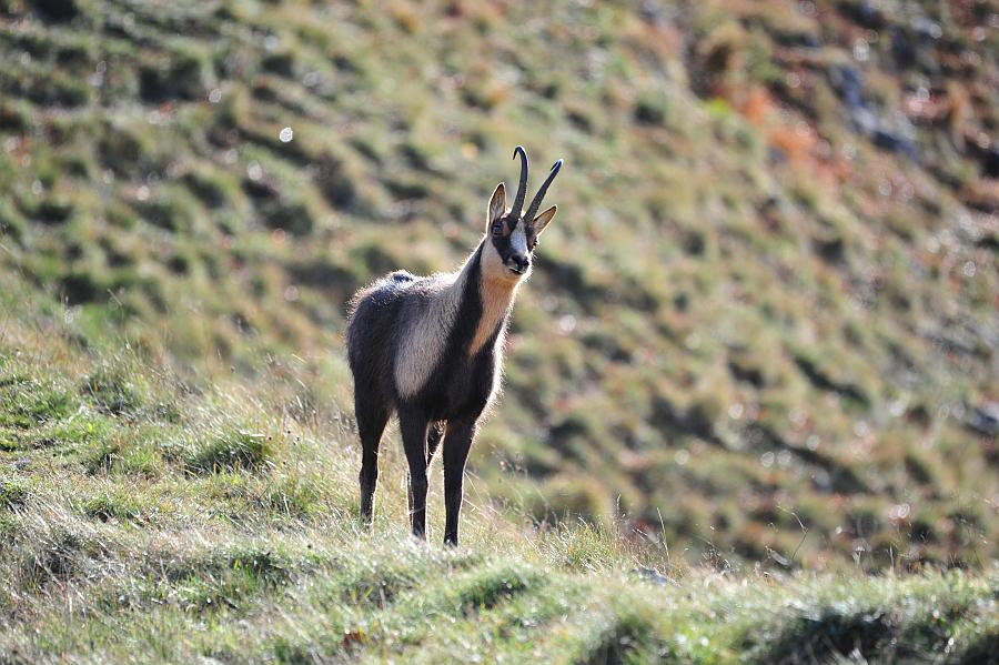 Camoscio d''Abruzzo Rupicapra pyrenaica ornata